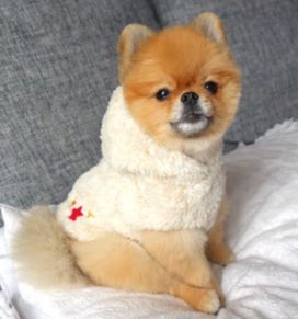 犬用服 画像